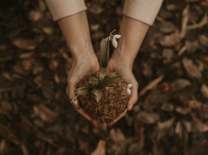 Hands holding a leaf or seedling in soil in garden