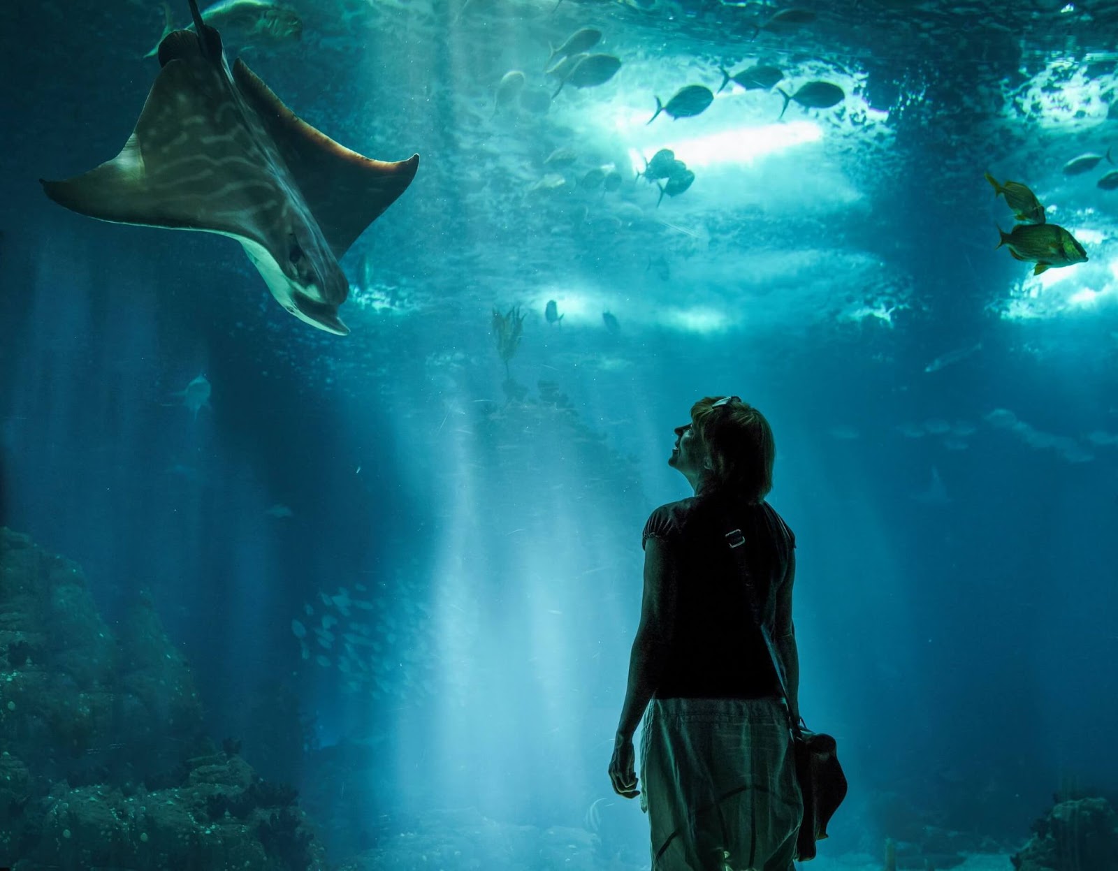 2 days in Lisbon itinerary, Lisbon Oceanarium, woman looking at stingray, largest indoor aquarium in Lisbon