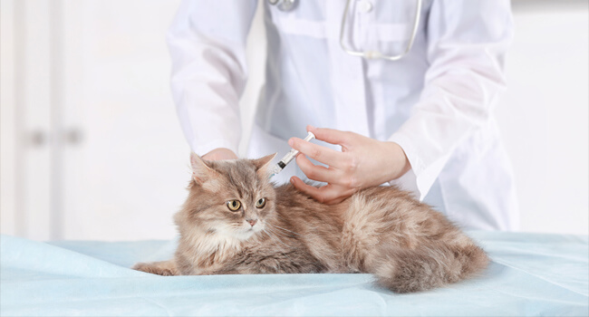 การเตรียมตัวก่อนพาน้องแมวไปฉีดวัคซีน