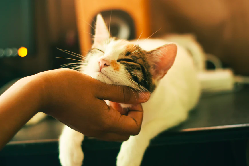 An owner’s hand petting its cat.