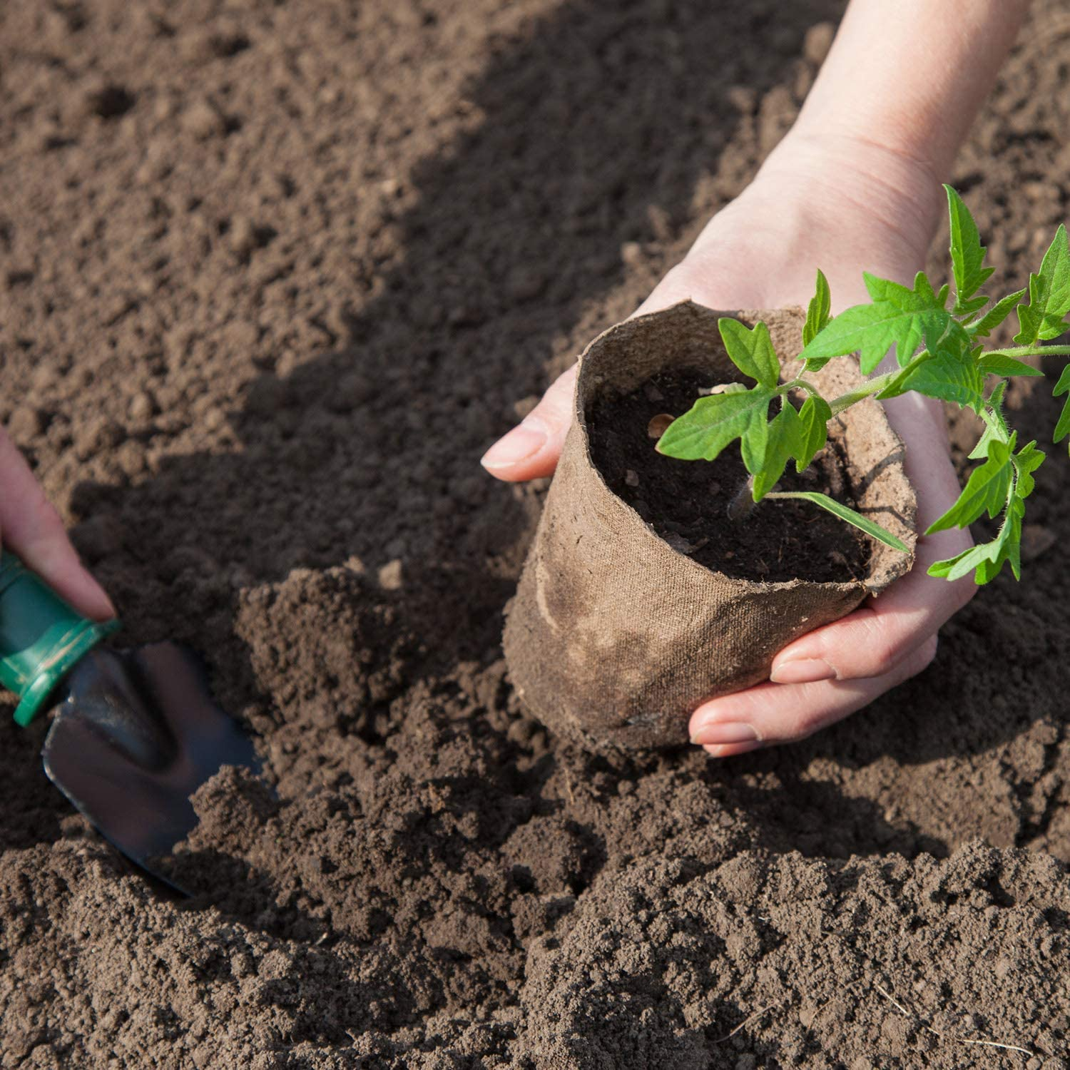 Dry soil in a container for planting tomato seeds