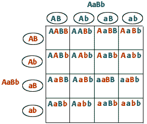 In a dihybrid cross, AaBb x AaBb, what fraction of the offspring will be homozygous for both recessive traits? | Socratic