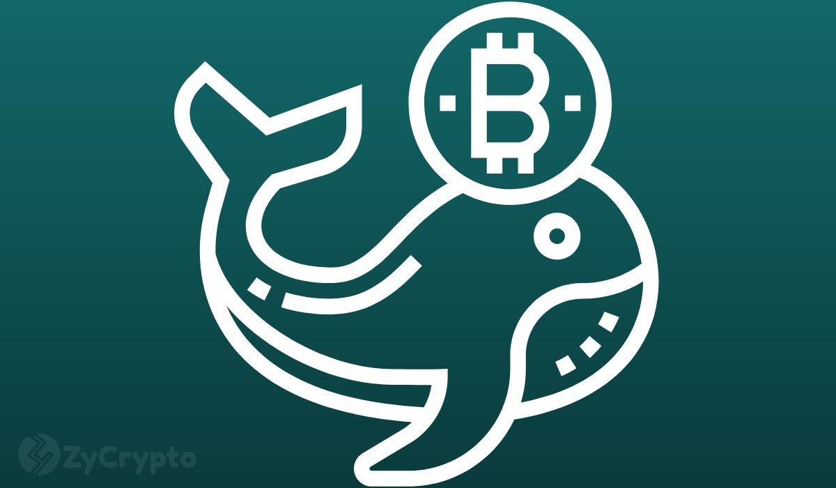 Các cá voi Bitcoin lớn nhất tiếp tục ra tay bắt đáy Bitcoin với số tiền lên đến 2.4 tỷ USD