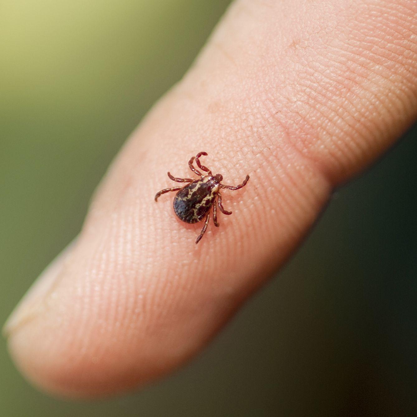 11 Tick-Borne Diseases You Need to Know About This Summer