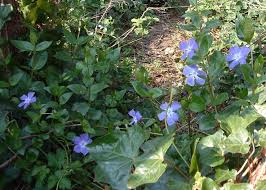 greater periwinkle