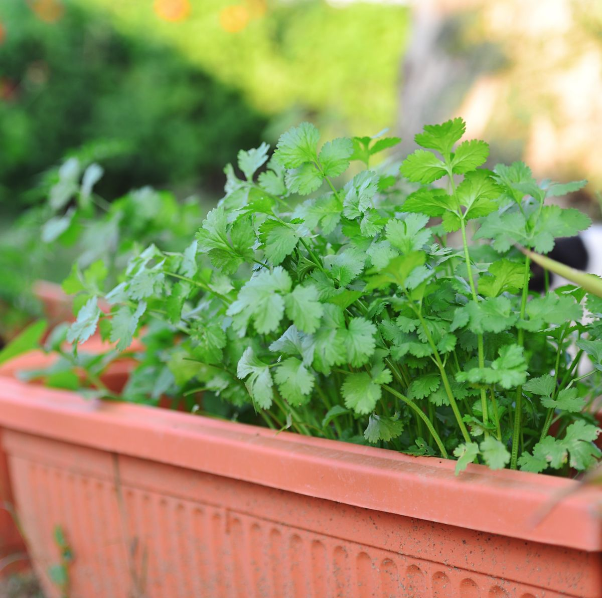 Cilantro (Coriandrum sativum)