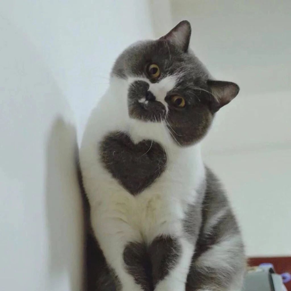 “Uncommon Feline Fashion: Discover the Heart-Shaped Coat of a Cat”