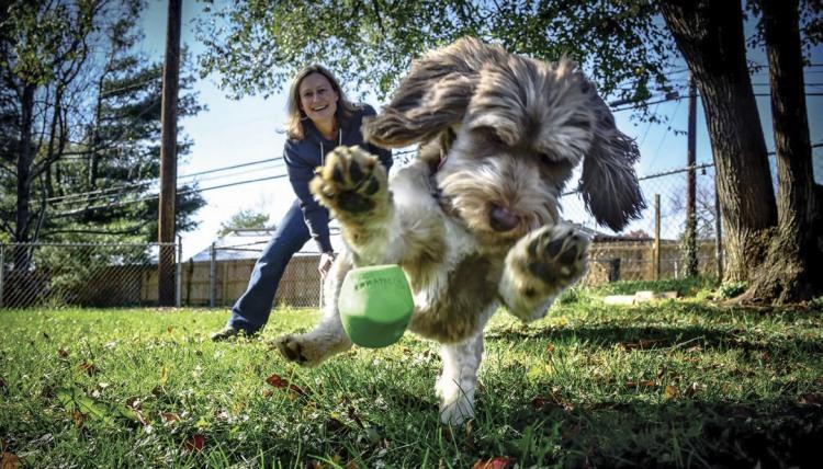 5 Ways to Ensure a Happy Canine “Office Mate”