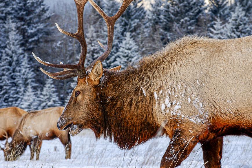 Elk seen at the side of the road in winter at the Buffalo Paddock