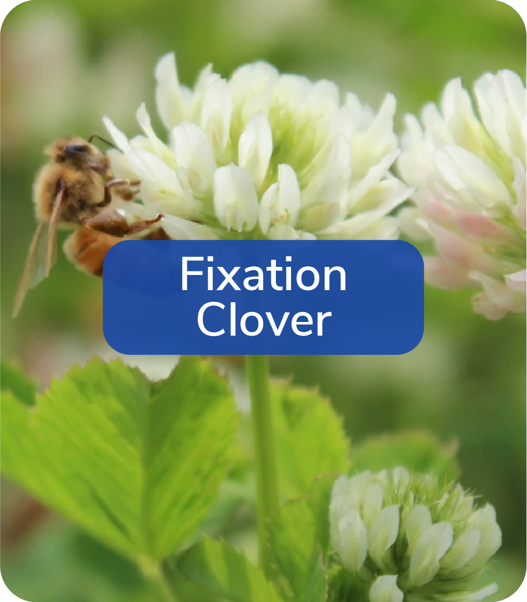fixation clover