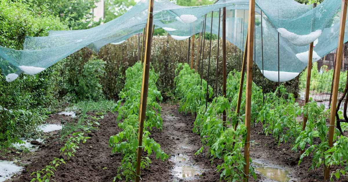 Garden nets make great shields against extreme winds