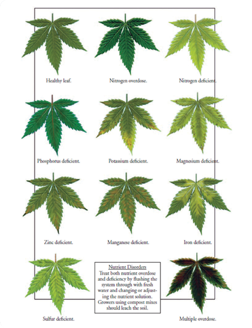 Канапедия. Таблица дефицита микроэлементов у канопл. Таблица болезней листа марихуаны. Таблица нехватки микроэлементов у канабиса. Таблица нехватки микроэлементов у растений конопли.