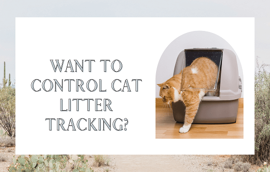 Tips for Controlling Cat Litter Tracking