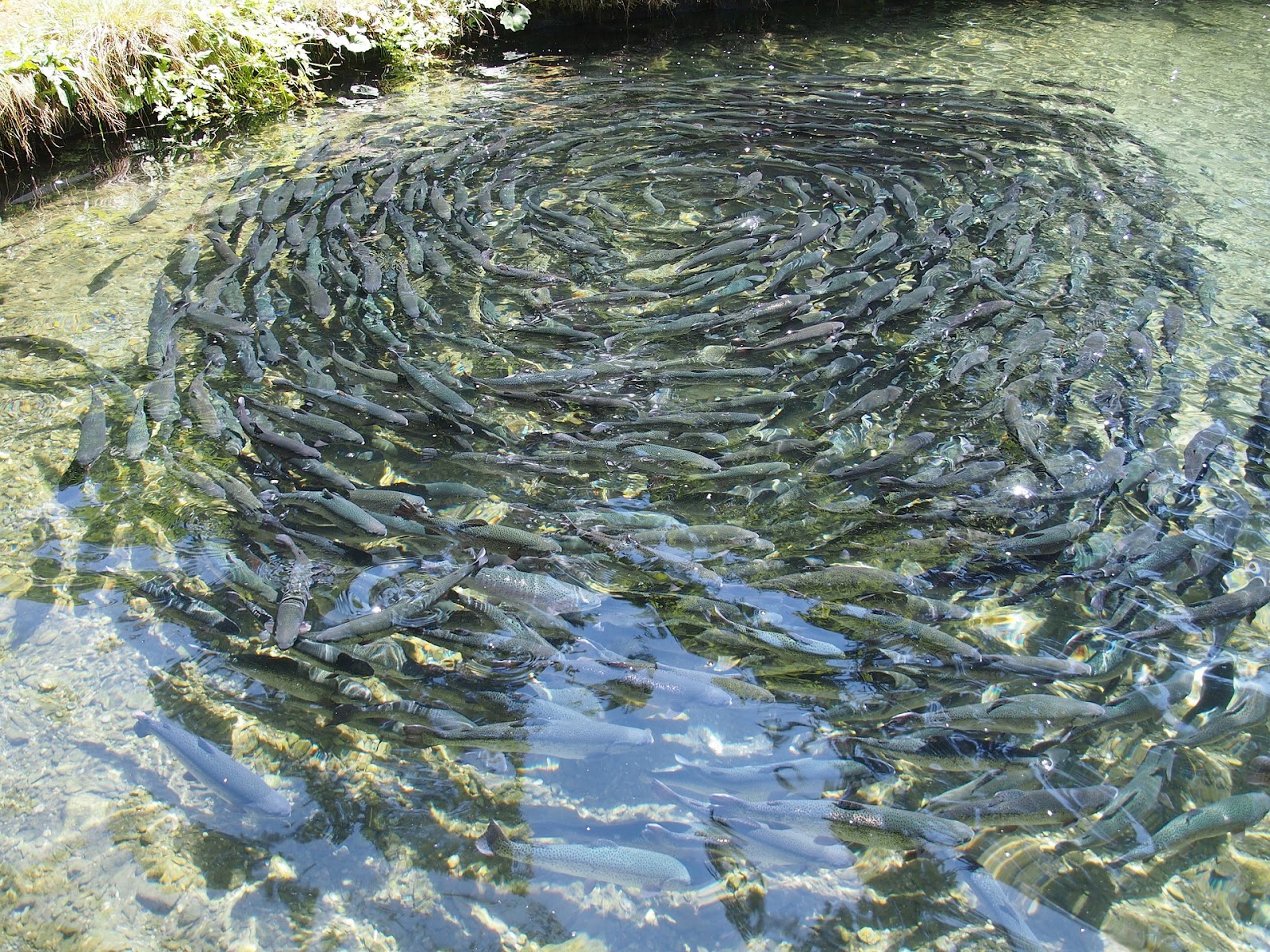 Fishes in the pond