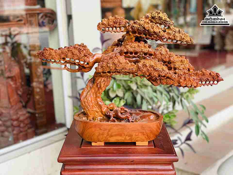 Chậu Tùng Bonsai gỗ Hương