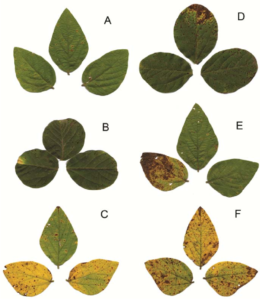 Sintomas da mancha-parda em folíolos de soja em diferentes intensidades. Imagens (A) e (B) início dos sintomas. Imagem (D), sintomas intermediários e imagens (C), (E) e (F), estágio avançado da doença.