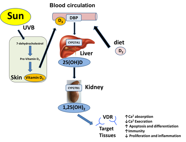 How vitamin D is processed and activated in the body