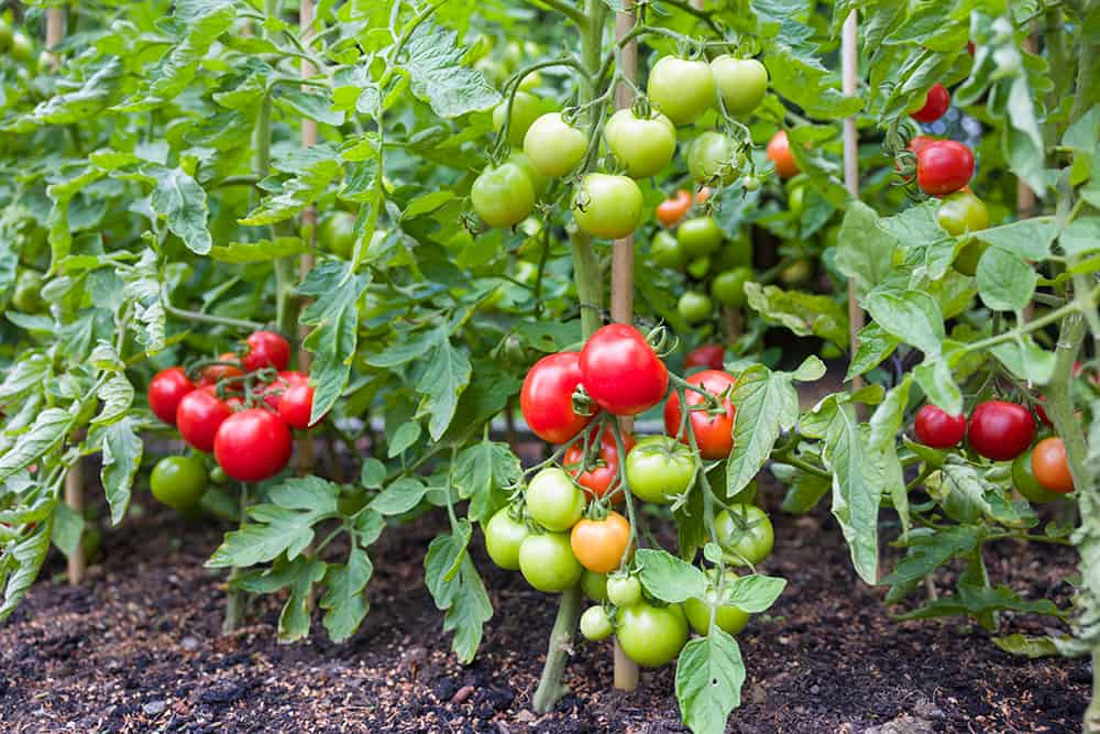 Can tomato plants bear fruit more than once