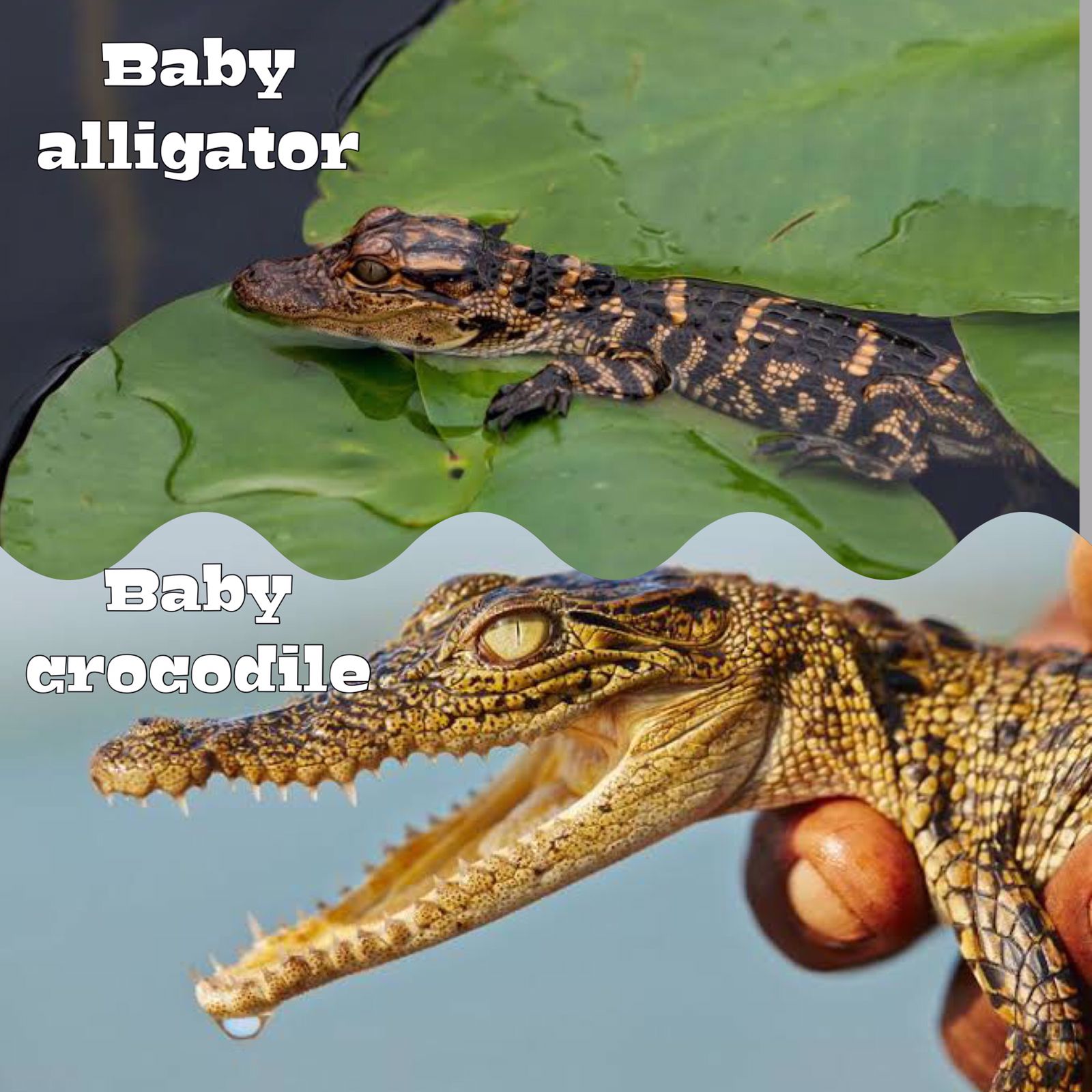 Baby alligator vs baby crocodile