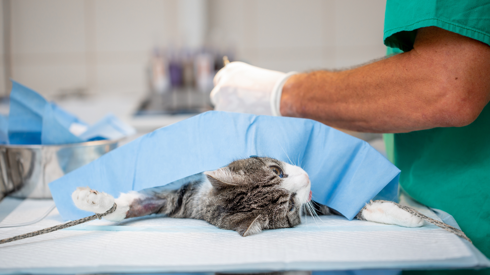Neutering a male cat may significantly improve their general health. 