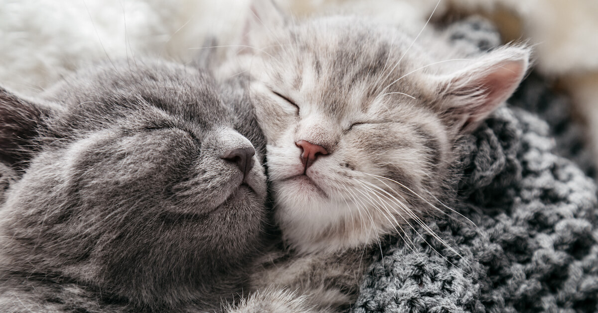 kittens cuddling