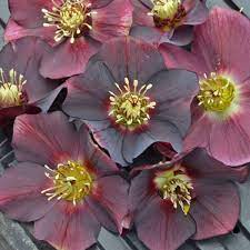 Helleborus 'Rome in Red' | Walters Gardens, Inc.