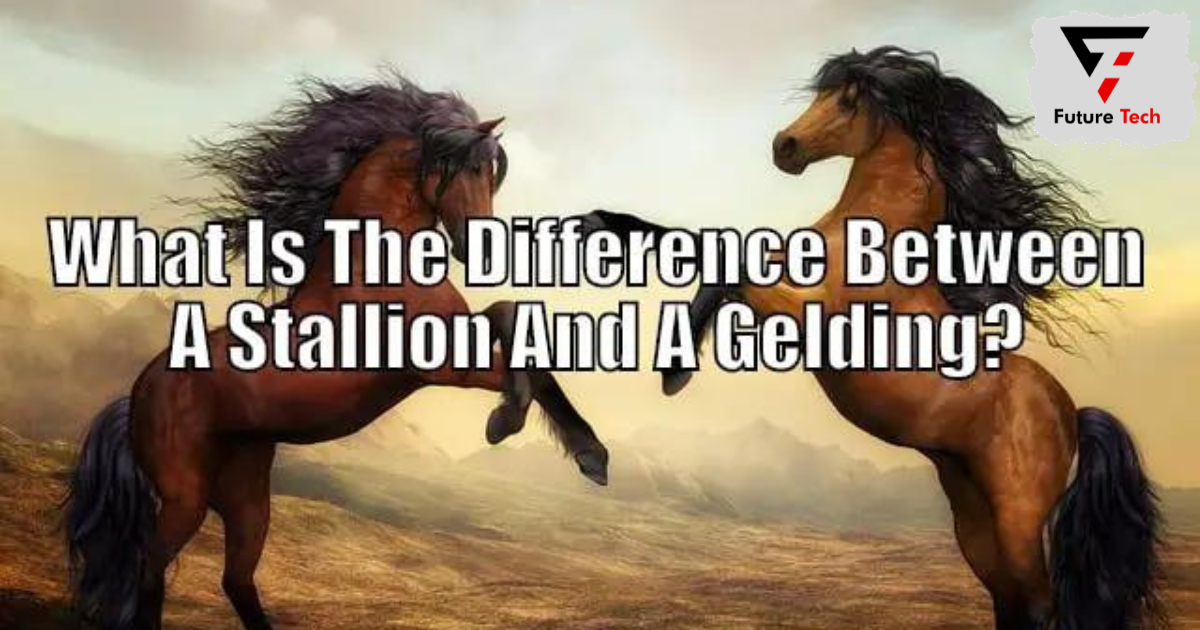 Difference Between Gelding and  Stallion