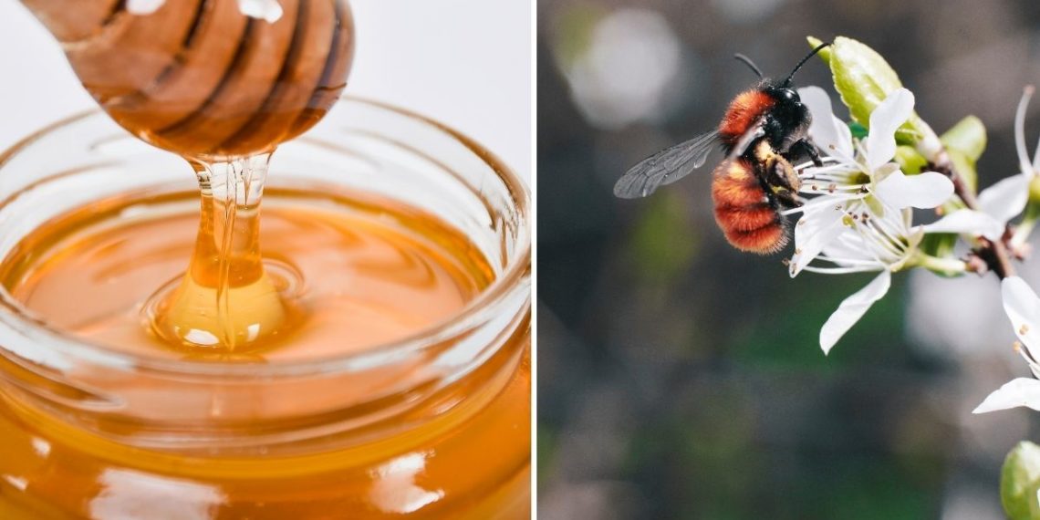 Como reconhecer um mel puro?
