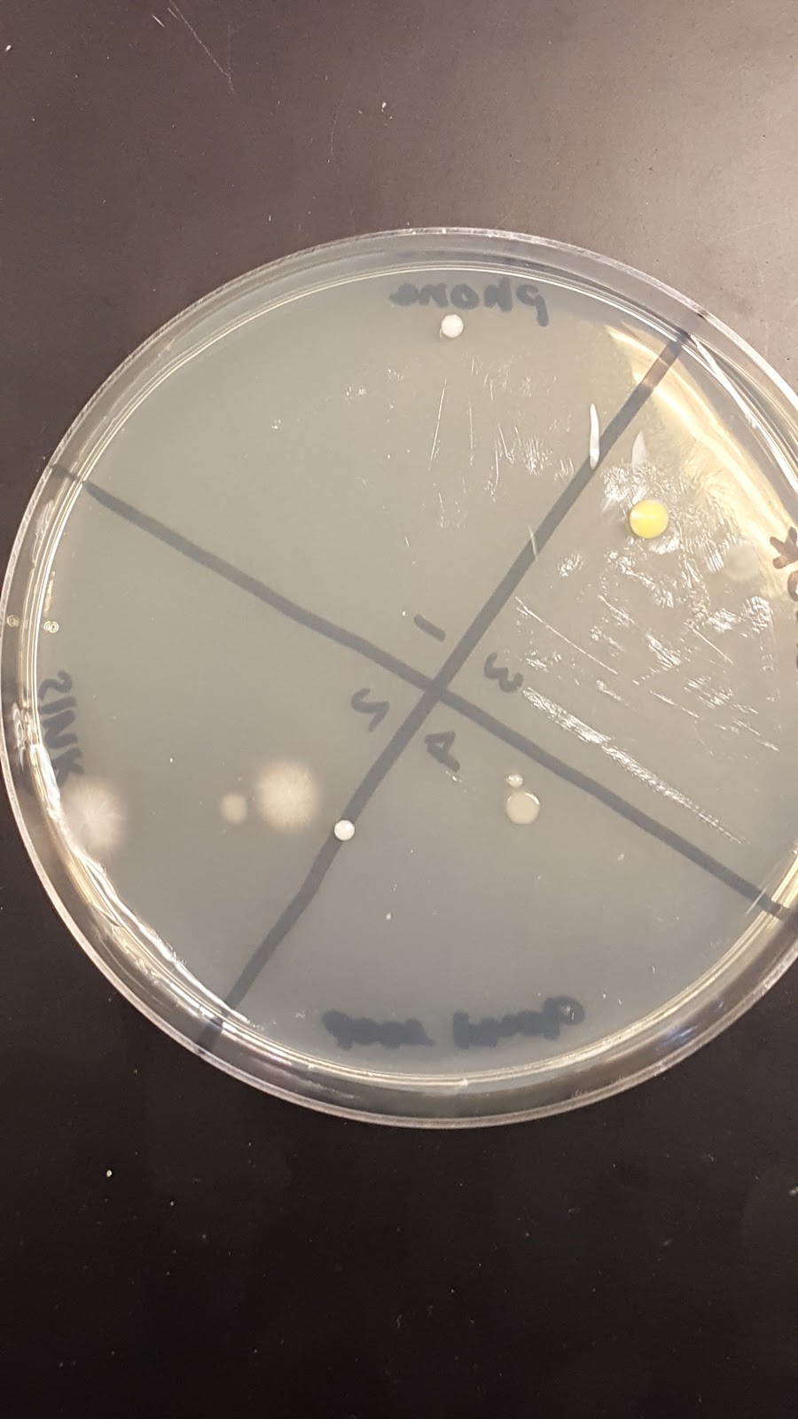 Michelle's plate.jpg