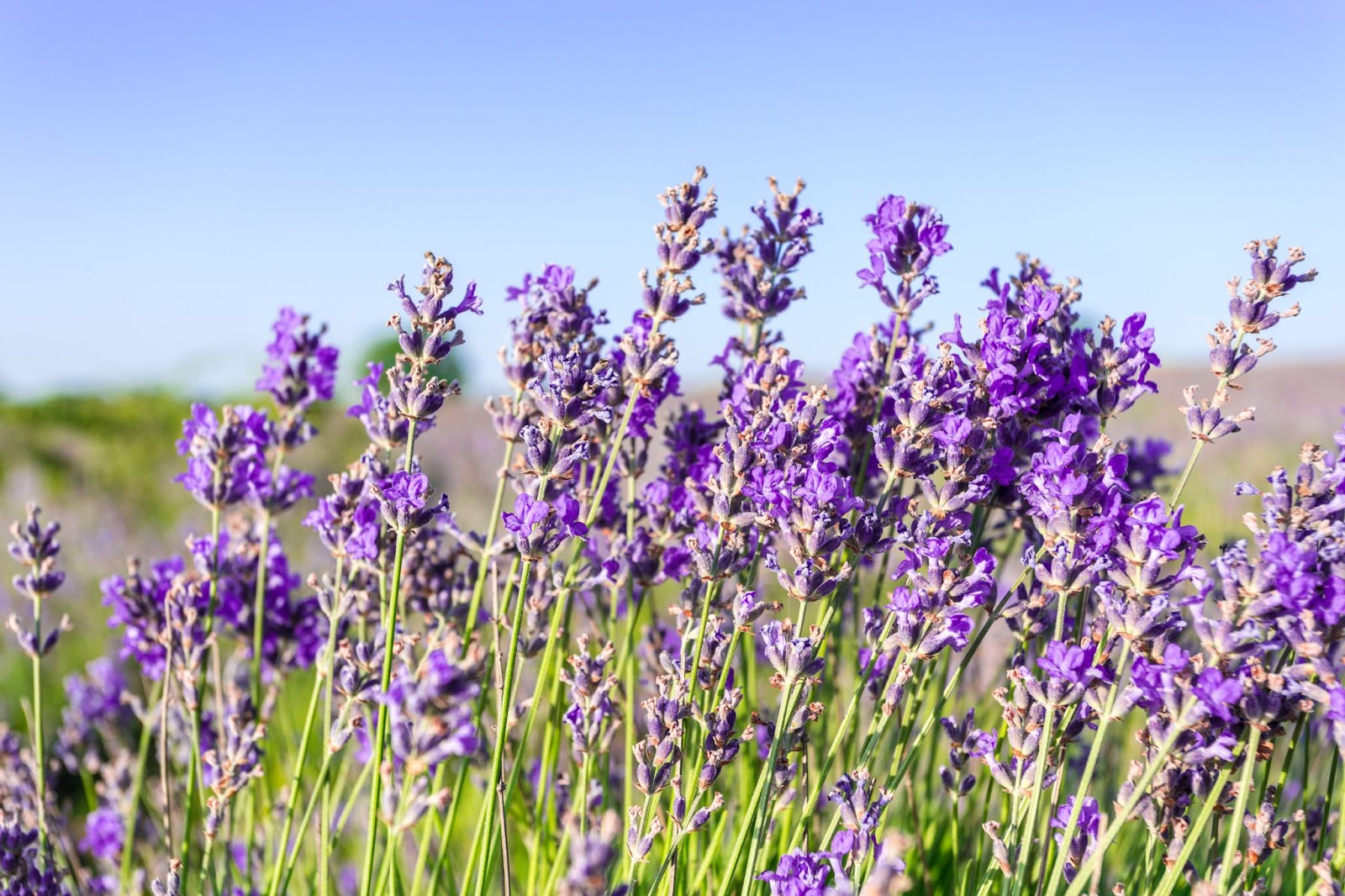 Linalool has relaxing effects and may be a useful treatment against seizures