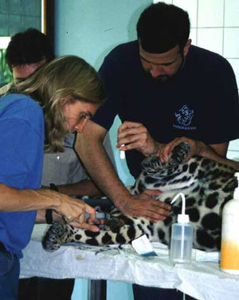 Collecting blood from the medial saphenous in an anesthetized jaguar (Panthera onca).