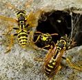 Yellow Jackets Pest Control Services, Nest Removal ...