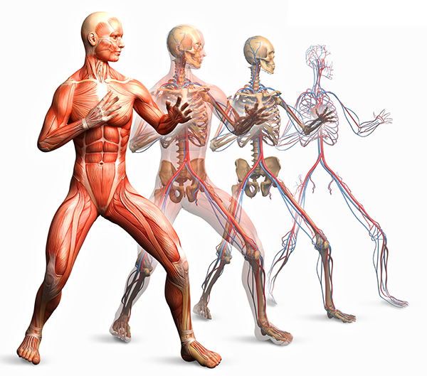 Musculoesqueletico.jpg