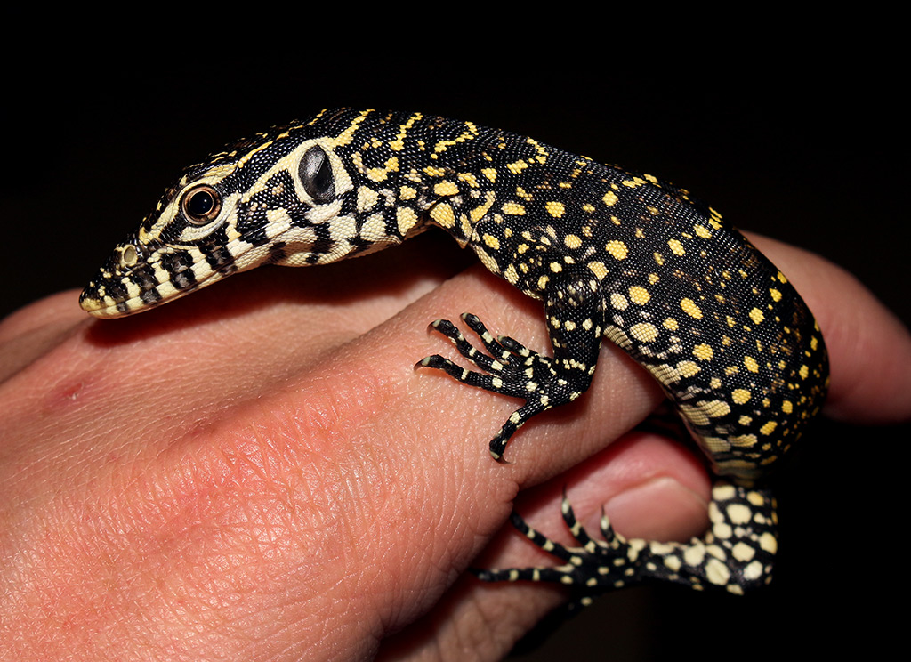 Nile Monitor Lizard