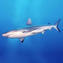 Image result for shark