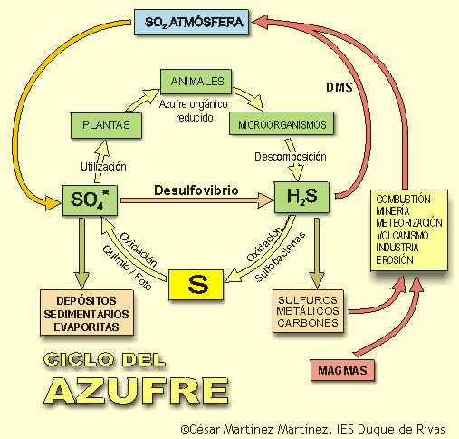 El ciclo del AZUFRE
