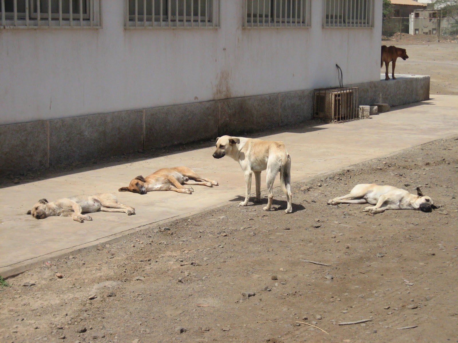 File:Dogs and heat.jpg - Wikimedia Commons