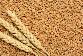 Image result for wheat