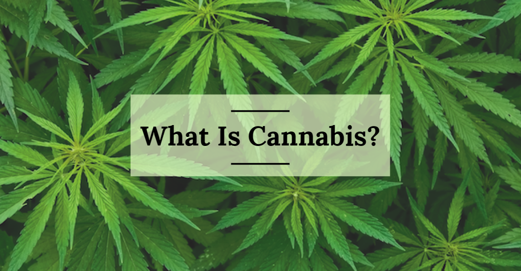 What Is Cannabis?