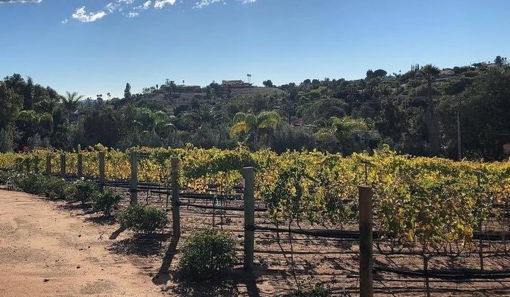 a vineyard in the San Diego area