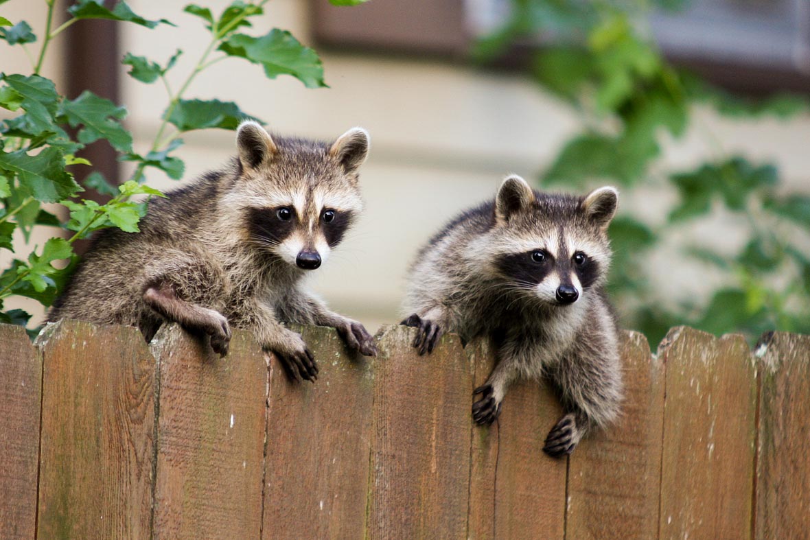 Can Raccoons Open Doors