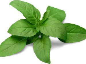 basil essential oil