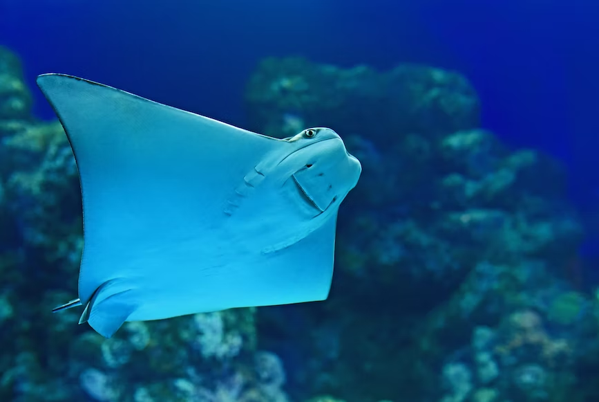 Stingrays are popular members of Grand Cayman wildlife. 