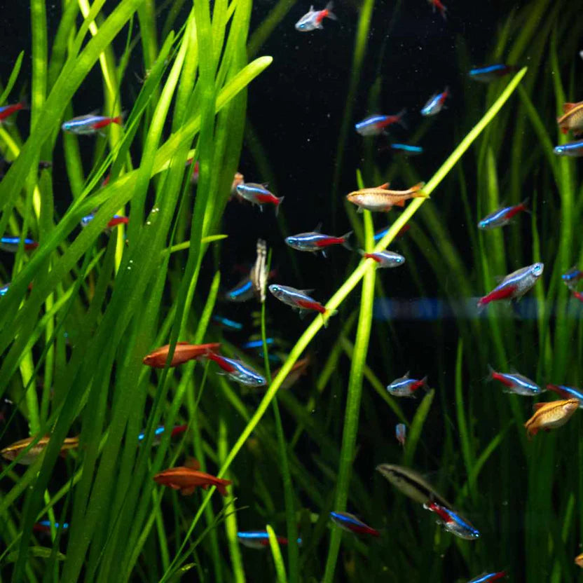 Vallisneria - Aquarium Live Plants for Beginners