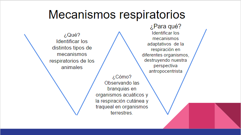 respiracion.PNG