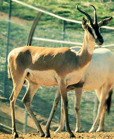 Putative Soemmerring's gazelle acquired by S.D. Zoo. The horn shape is proper