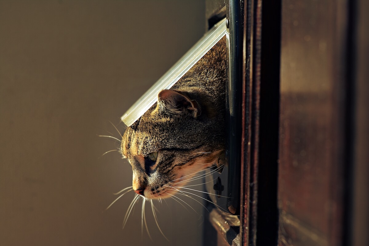 cat in cat flap