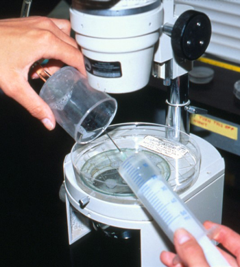 Rinsing the embryo filter with flush medium.