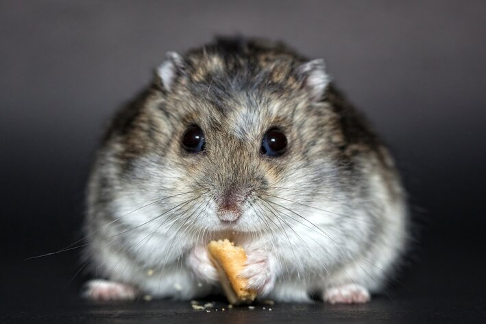 hamster pode comer ovo cozido