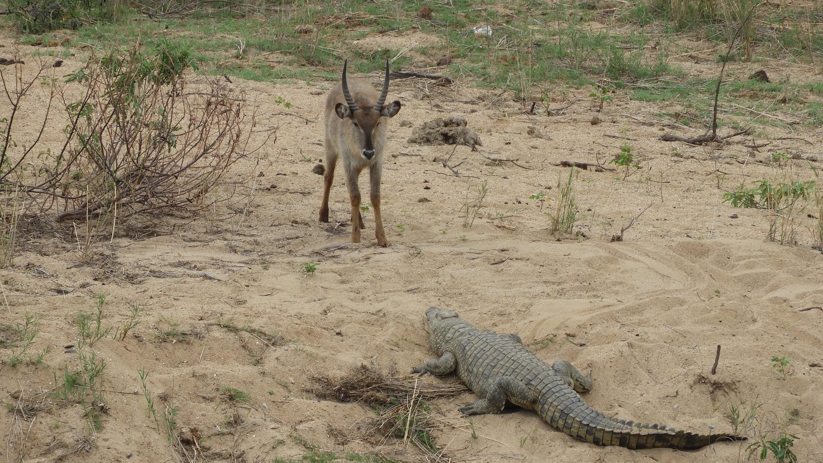 Waterbuck and crocodile Malalane